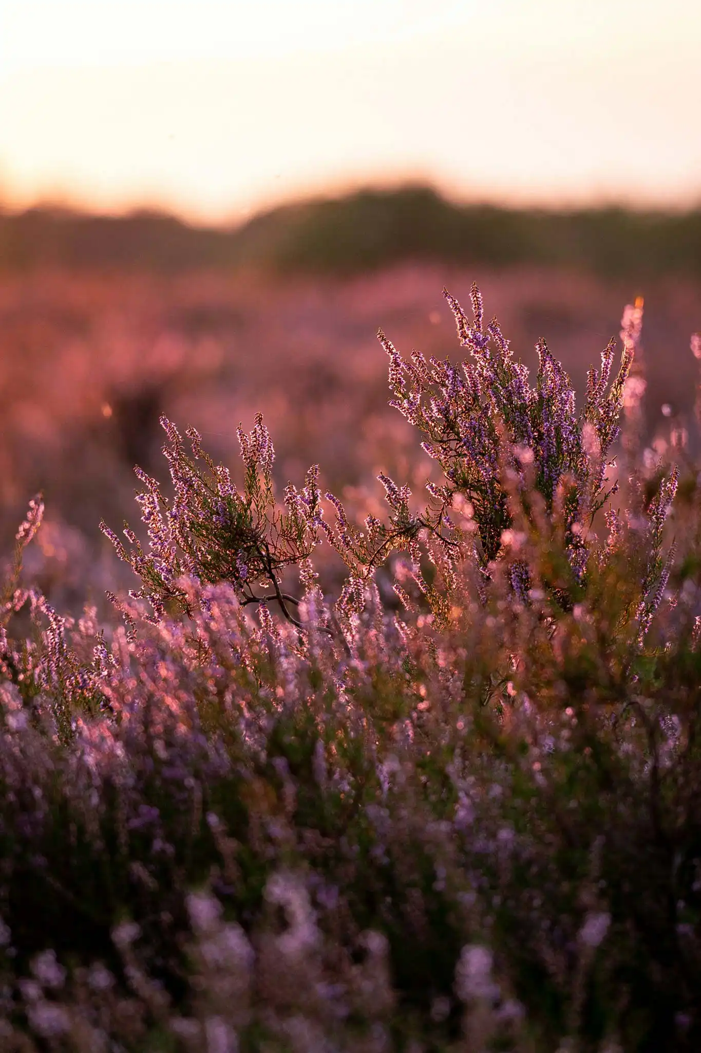 Heather field lit by warm evening sunlight