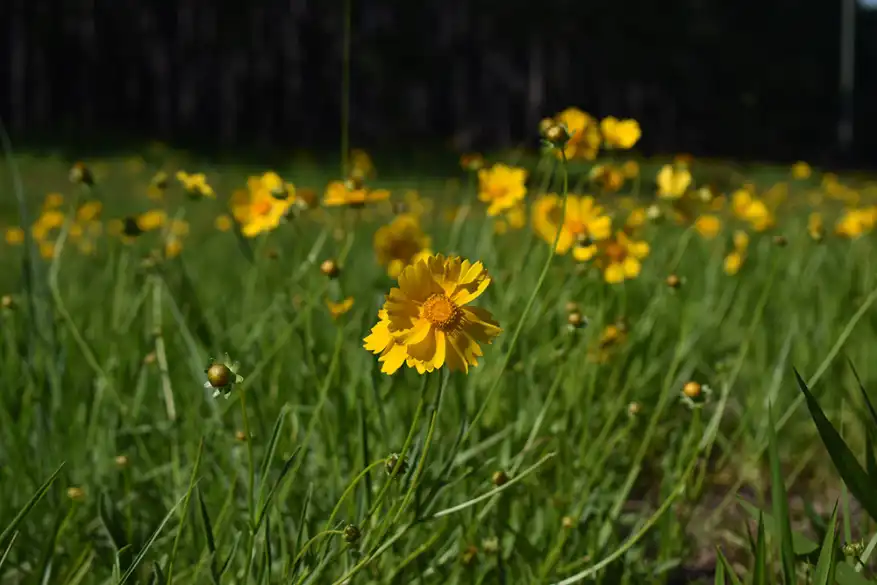 Yellow wildflowers in a sunlit field
